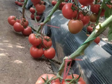 邦尼199 硬粉西红柿 早春越冬大粉番茄 耐低温西红柿