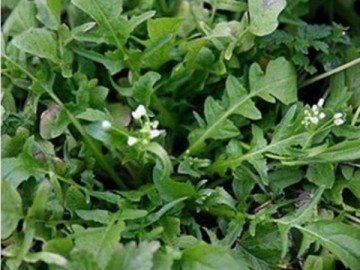 花叶荠菜种子 人们较喜爱的野菜种子品种