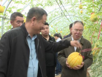 蒲城：我县举行2023年西甜瓜新品种观摩品鉴会