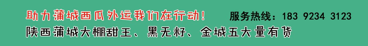助力蒲城西瓜外销！！！