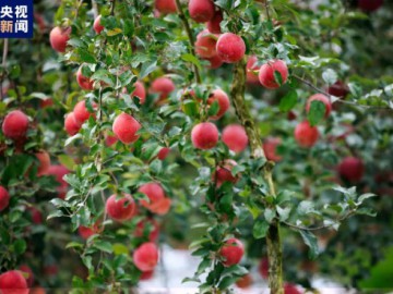 年产4757.18万吨！中国苹果产量稳居世界第一，全球占比过半！