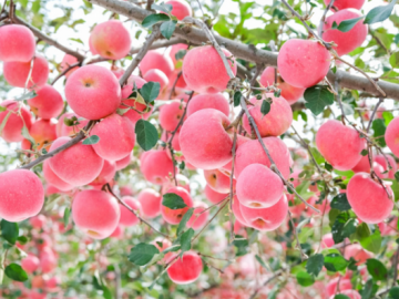 2023年榆林水果总产量219万吨，苹果实现产值50亿元
