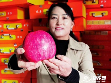凤县：陕西凤县庞家河村——300吨好苹果卖到香港