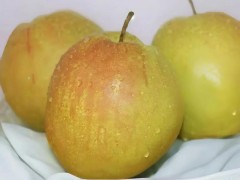 陕西红香酥梨基地，大荔红香酥梨产地，蒲城红香酥梨产地，小红香酥梨图4