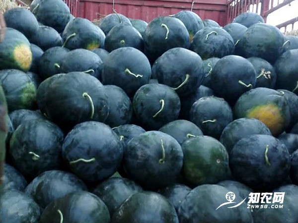 蒲城黑无籽西瓜