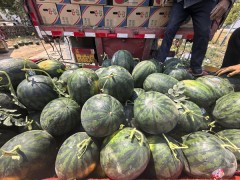 陕西蒲城西瓜幕田家宝新鲜上市图3