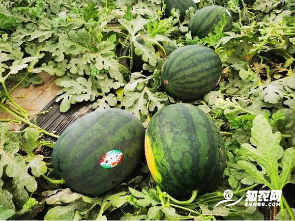 陕西蒲城幕田家宝图3