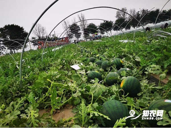 陕西蒲城幕田家宝图4