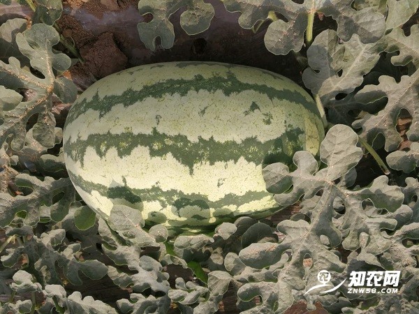陕西蒲城金城五号西瓜图3