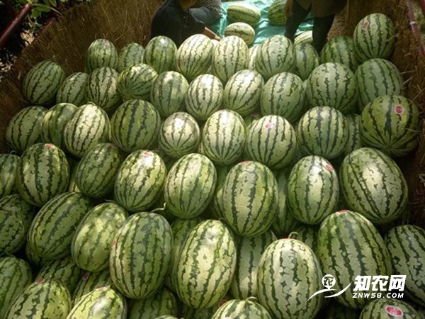 陕西蒲城金城五号西瓜图1