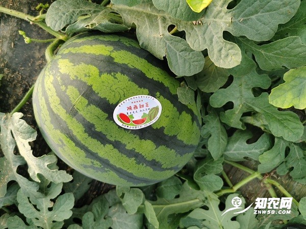 2025年陕西蒲城甜王西瓜大量上市图1