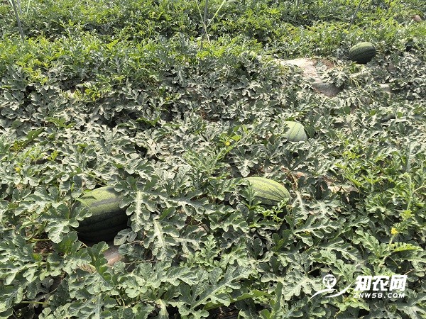 陕西蒲城西瓜——甘蒂1号大量上市中图2