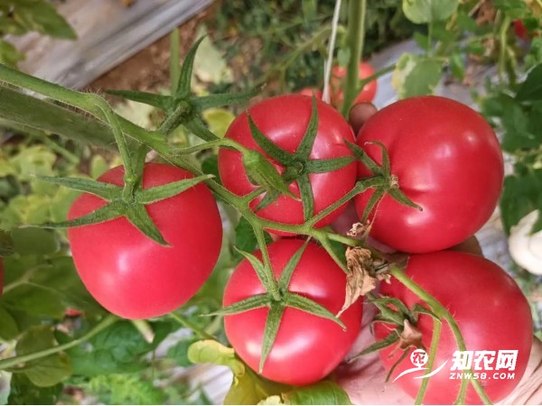 嘉峪关草莓西红柿苗批发，甘肃庆阳西红柿苗育苗厂在哪