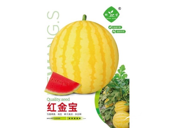 2026高端优质西甜瓜品种火爆热销图4