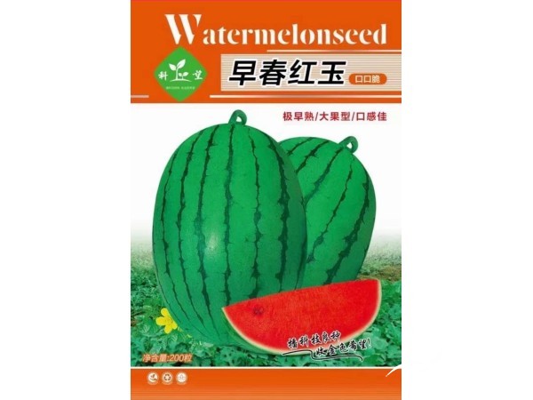 2026高端优质西甜瓜品种火爆热销图5