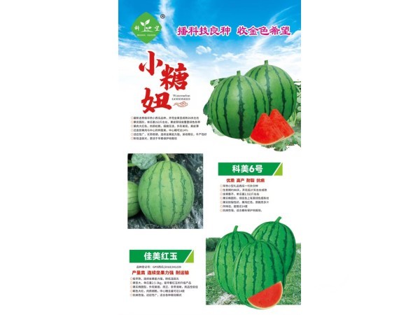 高品质优质西瓜种子火爆热销中图3