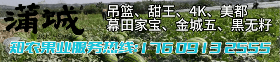 蒲城西瓜甜蜜上市