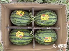2026中国·蒲城西甜瓜营销季甜蜜启动，17万亩西甜瓜迎来丰收盛事