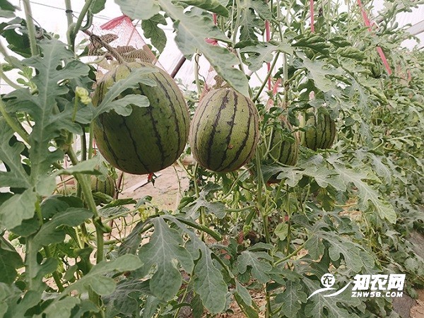 求购蒲城吊篮西瓜
