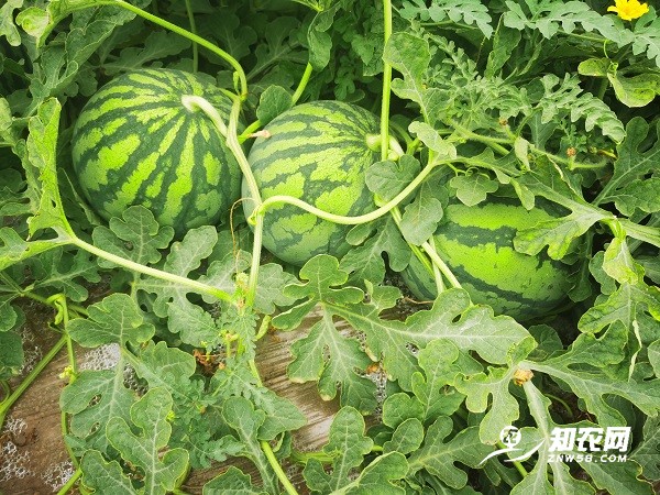 求购蒲城美都西瓜（长期有效）