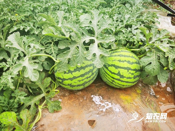 求购蒲城美都西瓜（长期有效）图2