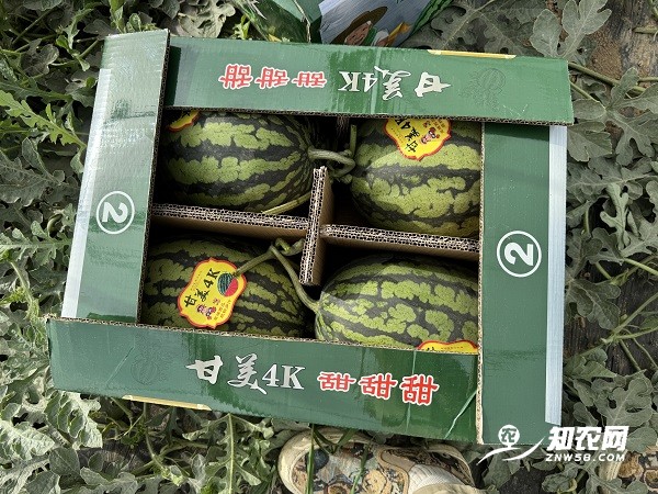知农果业大量求购蒲城4K西瓜（长期有效）图3