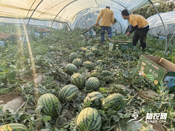 大量求购蒲城4K西瓜（长期有效）