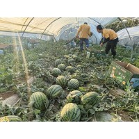 知农果业大量求购蒲城4K西瓜（长期有效）