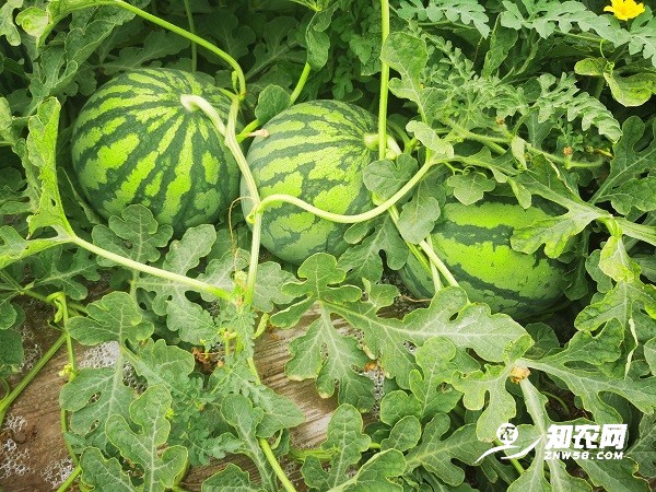 美都西瓜新鲜上市图1
