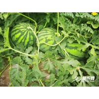 美都西瓜新鲜上市