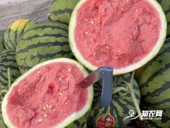 蒲城美都西瓜