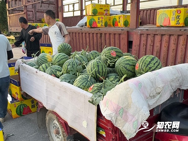 陕西蒲城美都西瓜新鲜上市图2