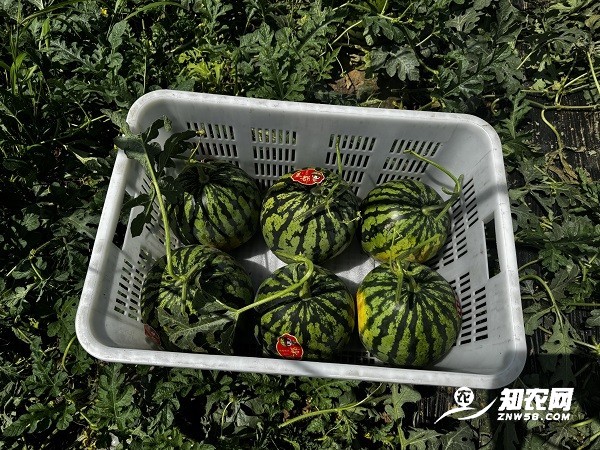陕西蒲城美都西瓜新鲜上市图3