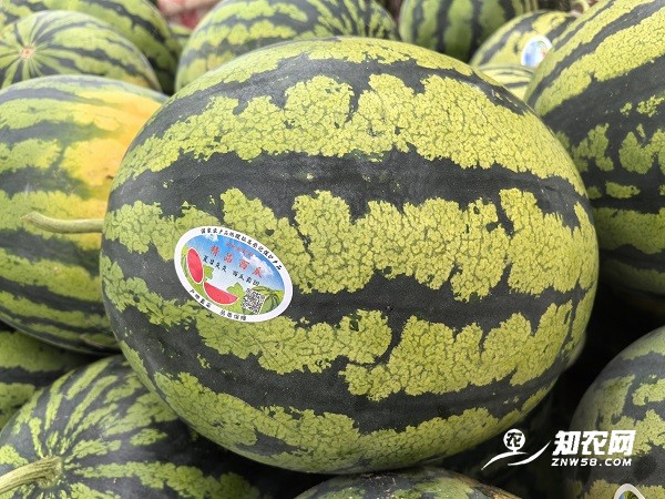 蒲城甜王2.jpg