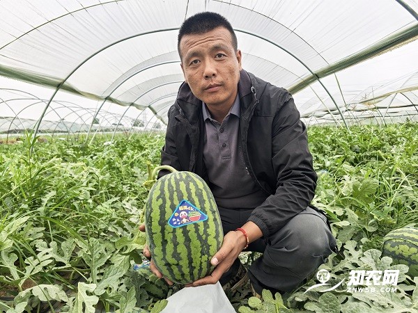 为何冒雨卖瓜?1.jpg