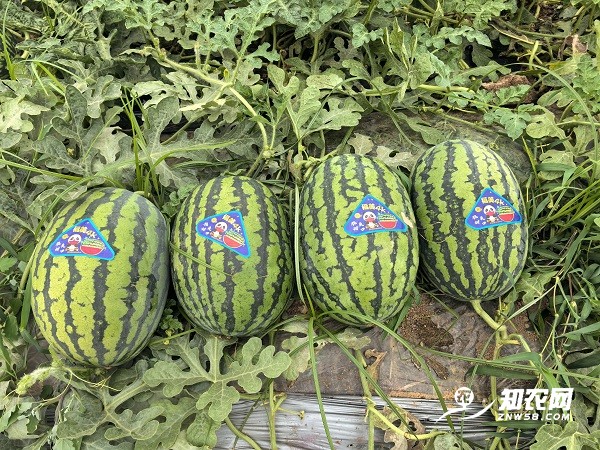 为何冒雨卖瓜?2.jpg