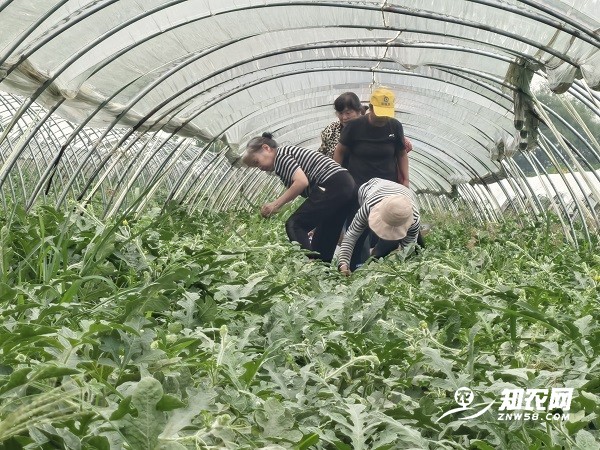 为何冒雨卖瓜?3.jpg